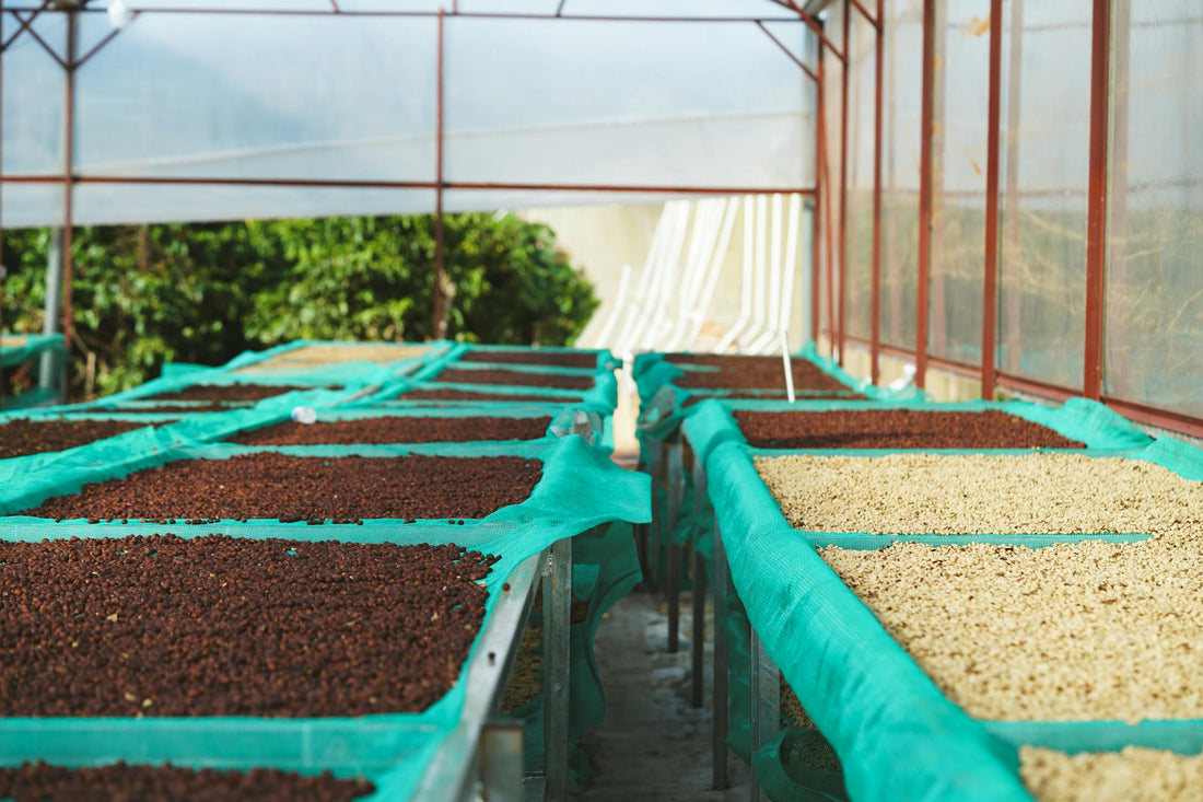 Coffee processing on raised drying beds with cherries and parchment in a greenhouse